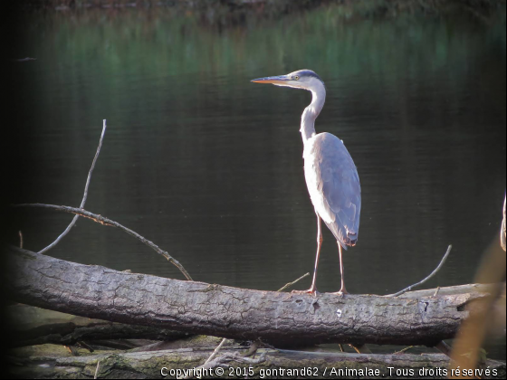 heron - Photo de Oiseaux