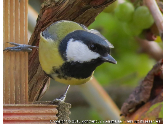 mesange - Photo de Oiseaux