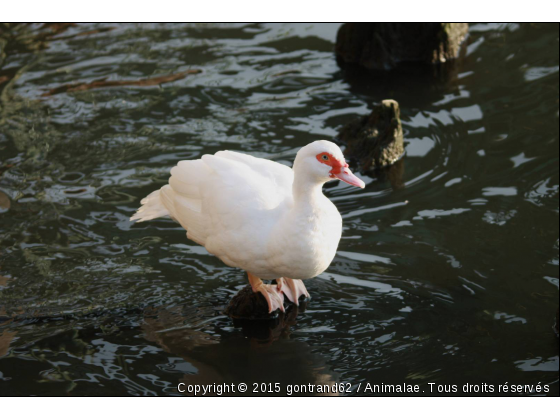 canard - Photo de Oiseaux