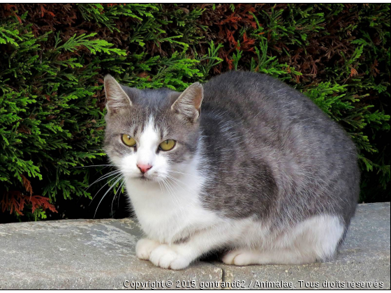 chat - Photo de Chats