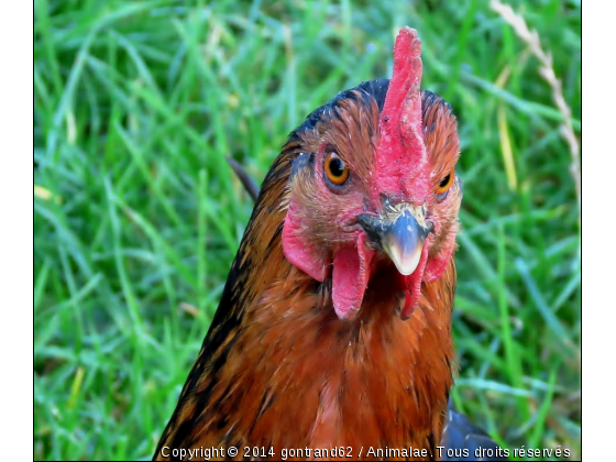 coq - Photo de Animaux Ferme