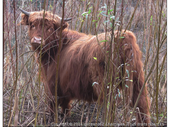 higland - Photo de Animaux Ferme