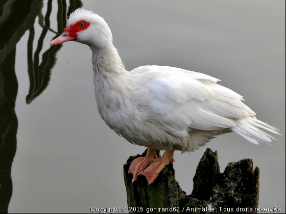 canard - Photo de Oiseaux