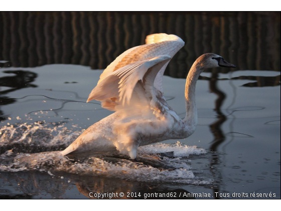 cygne - Photo de Oiseaux