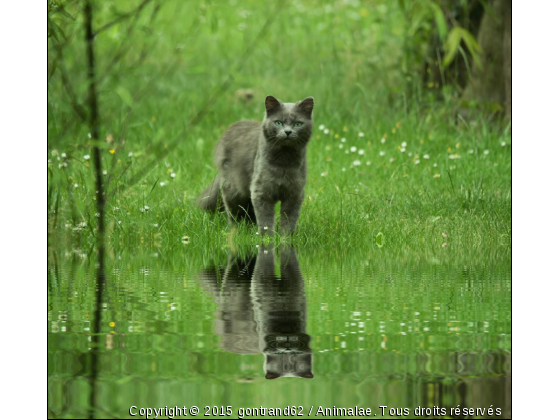 chat - Photo de Chats