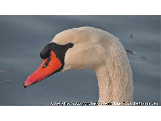 cygne - Photo de Oiseaux