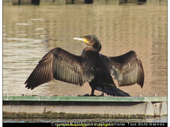 cormoran - Photo de Oiseaux