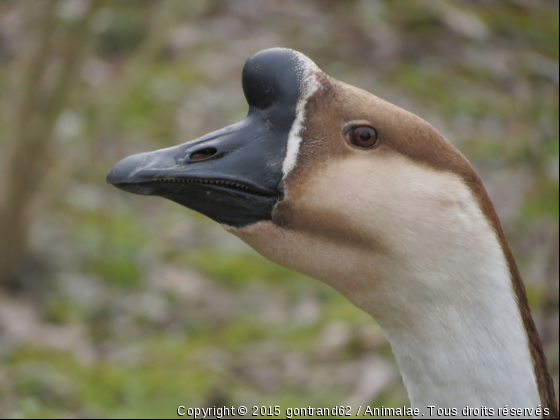 oie de guinée - Photo de Oiseaux