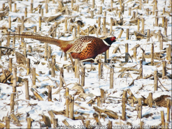 faisan - Photo de Oiseaux