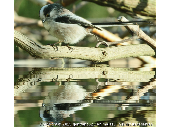 miroir mon beau miroir! suis-je toujours la plus belle!!!!!!!!!! - Photo de Oiseaux