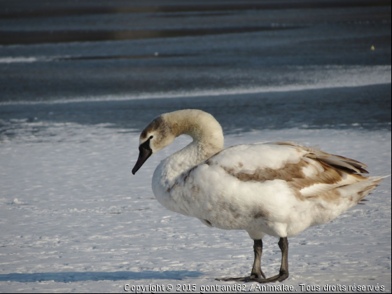 cygne - Photo de Oiseaux