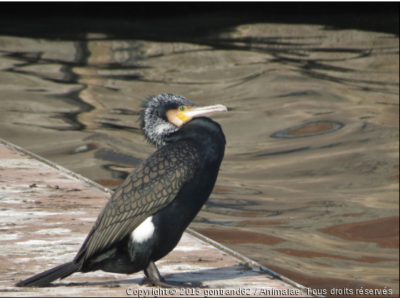 cormoran - Photo de Oiseaux