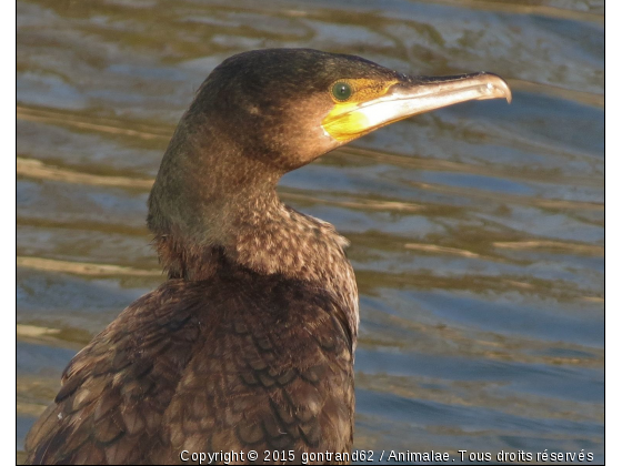 cormoran - Photo de Oiseaux