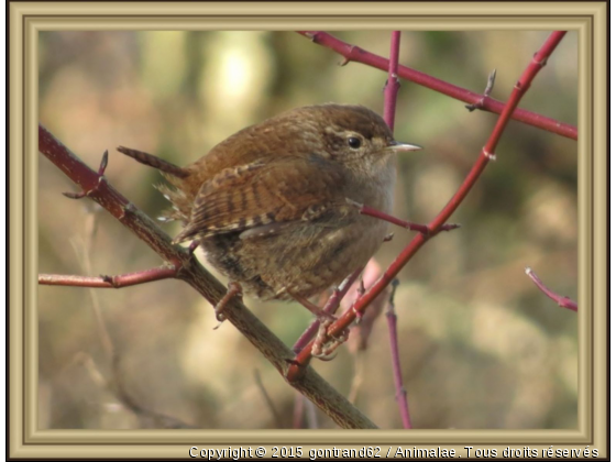 troglodyte - Photo de Oiseaux