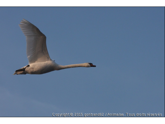 cygne - Photo de Oiseaux