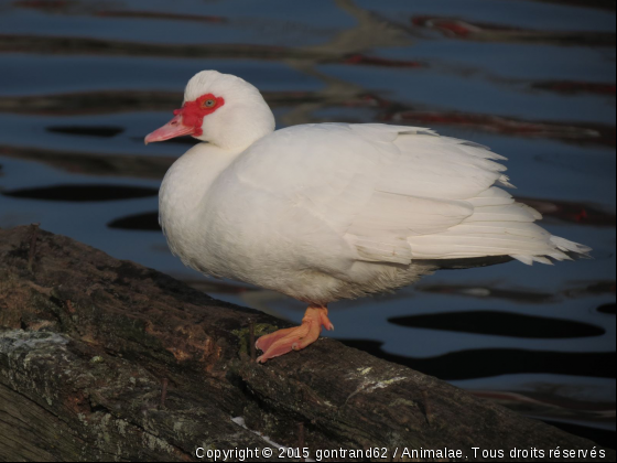 canard - Photo de Oiseaux