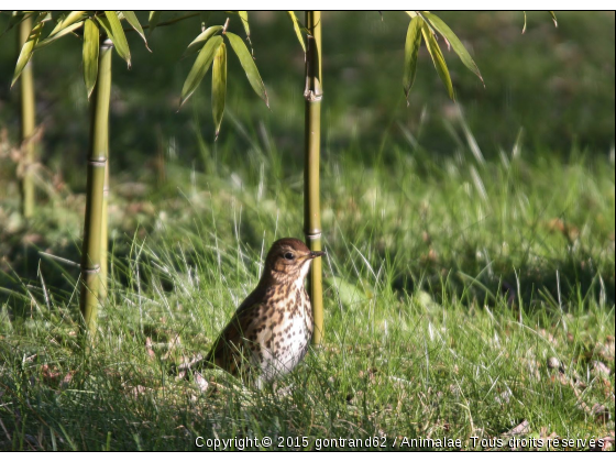 grive - Photo de Oiseaux