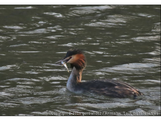 grebe - Photo de Oiseaux