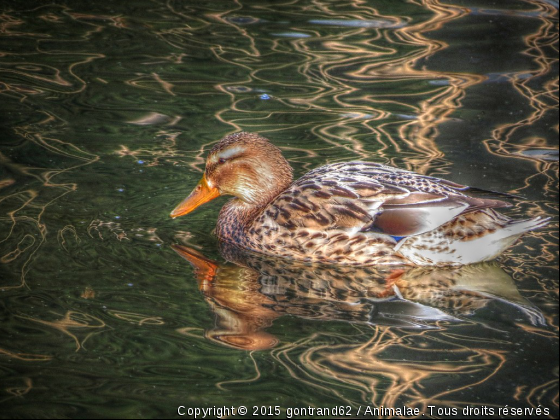 canard - Photo de Oiseaux