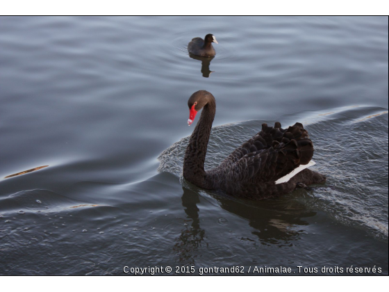 cygne - Photo de Oiseaux