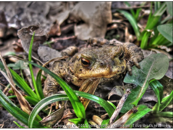 crapaud - Photo de Animaux sauvages