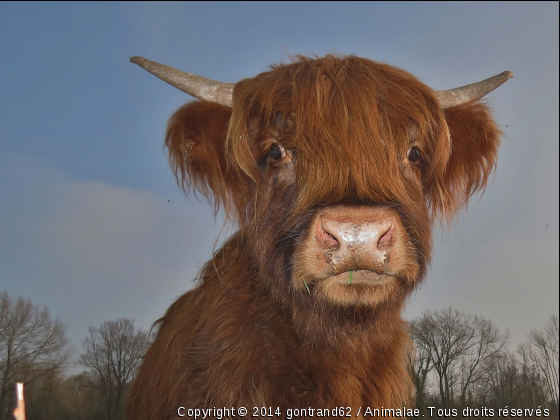 vache - Photo de Animaux Ferme