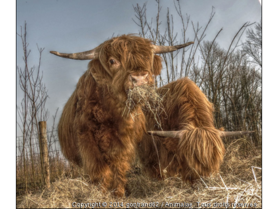 highland - Photo de Animaux Ferme