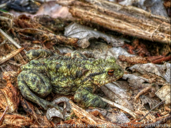 crapaud - Photo de Animaux sauvages