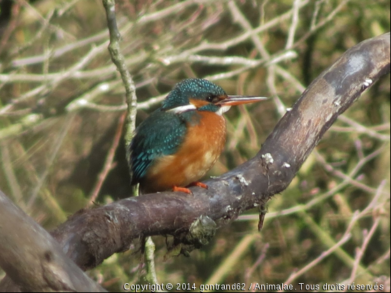 martin pecheur - Photo de Oiseaux