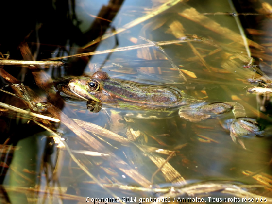 grenouille - Photo de Faune marine