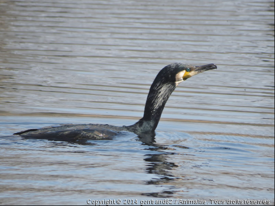 cormoran - Photo de Oiseaux