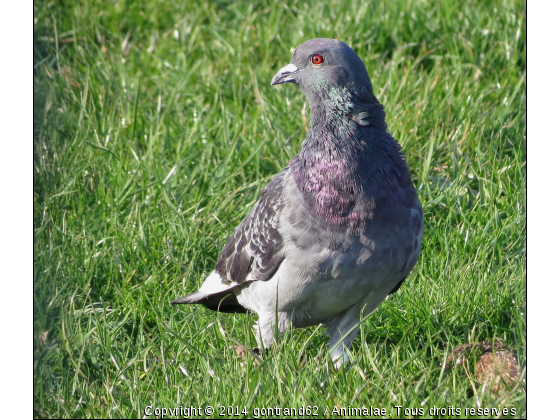 pigeon - Photo de Oiseaux