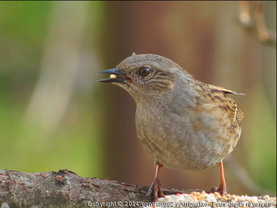 ascenteur mouchet - Photo de Oiseaux