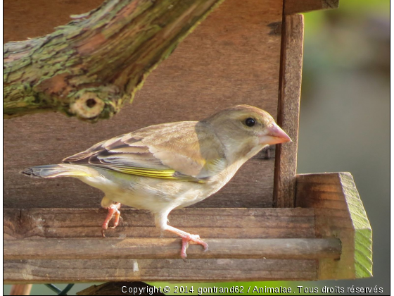 verdier - Photo de Oiseaux