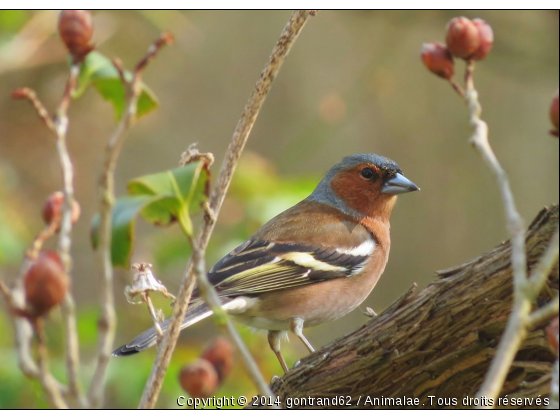 pinson - Photo de Oiseaux