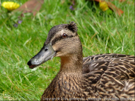 cane - Photo de Oiseaux