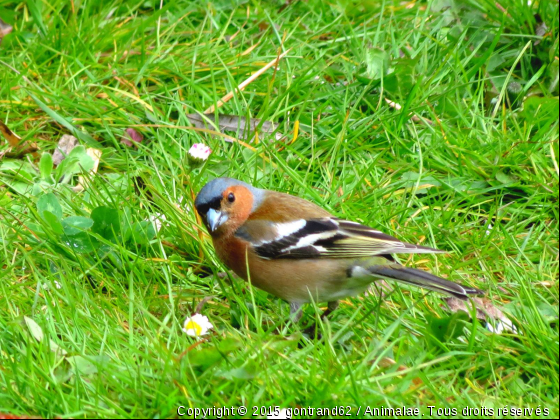 pinson - Photo de Oiseaux