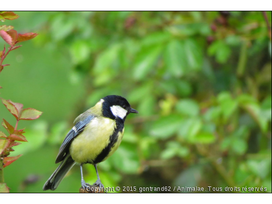 mesange - Photo de Oiseaux