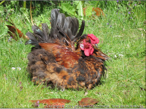 coq - Photo de Oiseaux