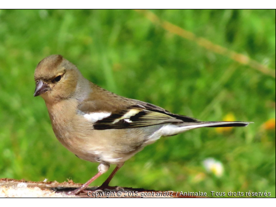 pinson - Photo de Oiseaux