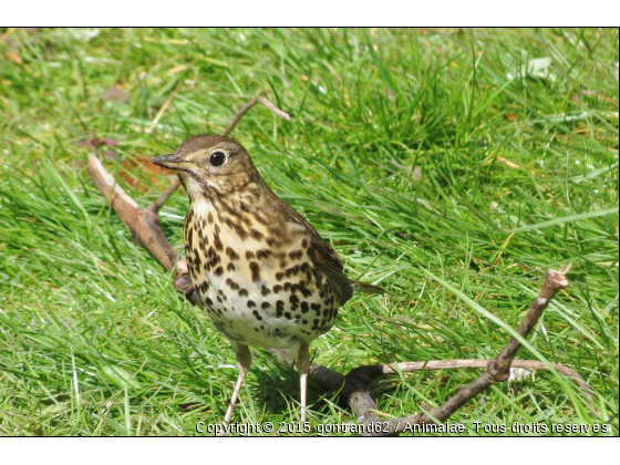 grive musicienne - Photo de Oiseaux