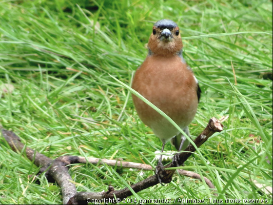 pinson des arbres - Photo de Oiseaux