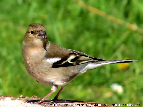 pinson des arbres - Photo de Oiseaux