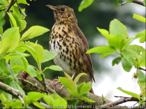 grive musicienne - Photo de Oiseaux