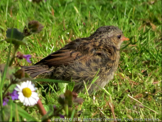 oisillon - Photo de Oiseaux