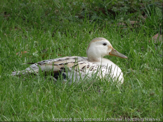 cane - Photo de Oiseaux