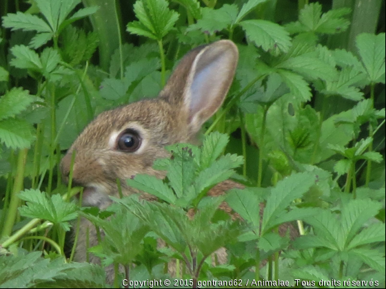 lapin - Photo de Rongeurs