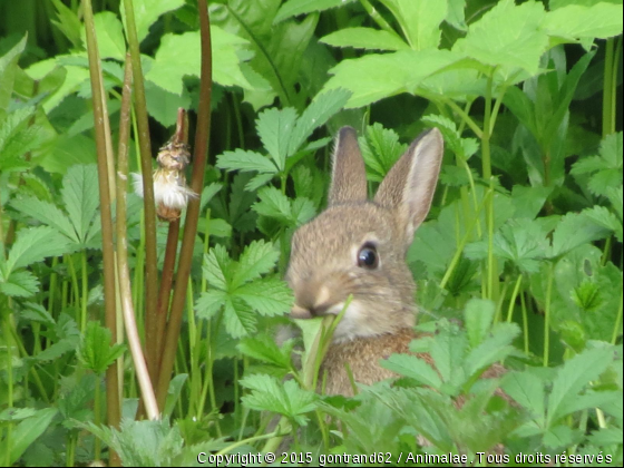 lapin - Photo de Rongeurs