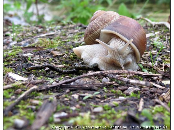 escargot - Photo de Microcosme