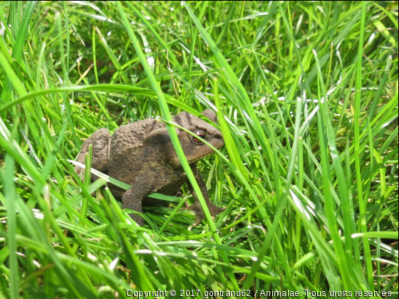 crapaud - Photo de Microcosme